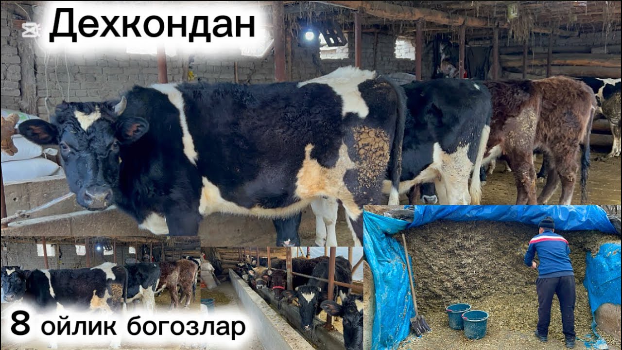 Дехкон акмиздан кози Кор бука ва  богозлар сотувда 2026.02.10