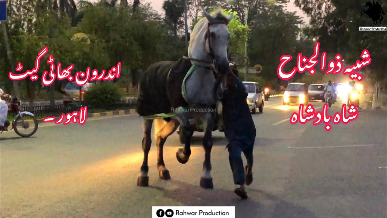 Zuljanah Shah Badshah | Inside Bhatti Gate Lahore | On his Routine Walk