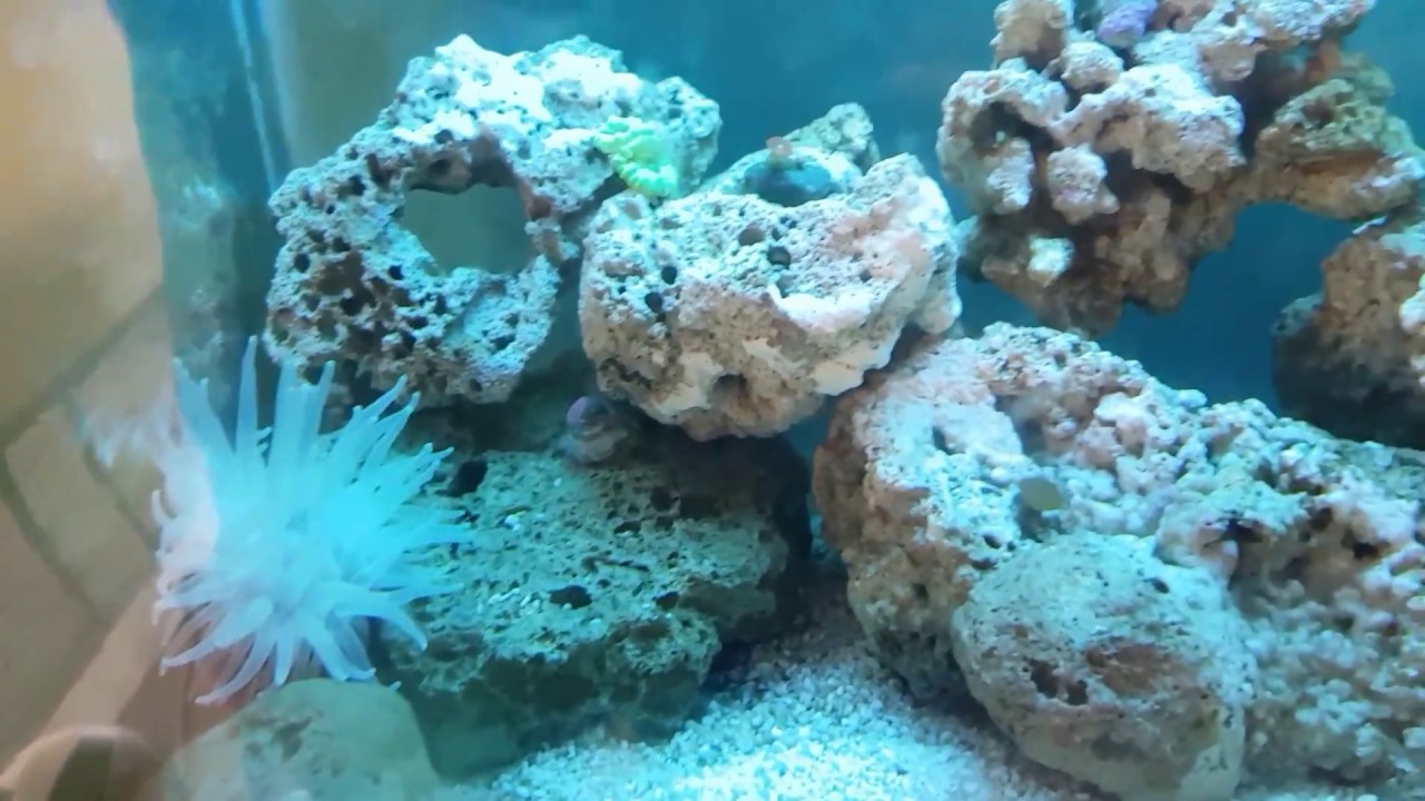 Alimentación  anémona y demás corales