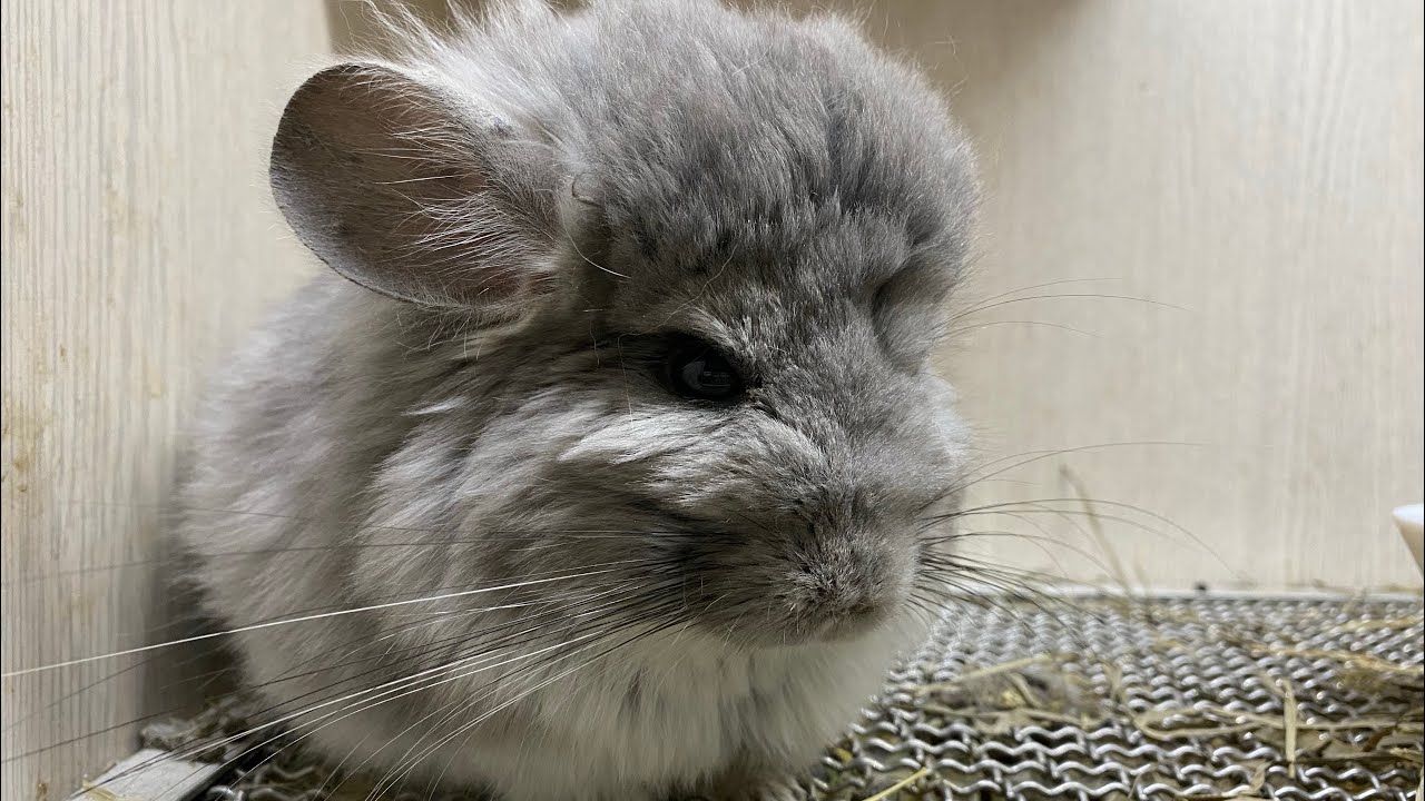 妞妞要養龍貓了？一隻50萬元的寵物！龍貓森林 Chinchilla forest pet shop
