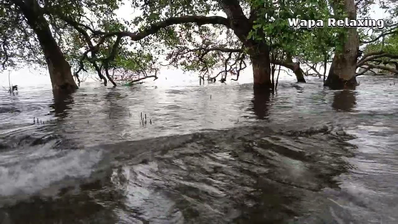 Ocean Waves Under Coastal Trees | 34 Minutes of Peaceful Nature Relaxation