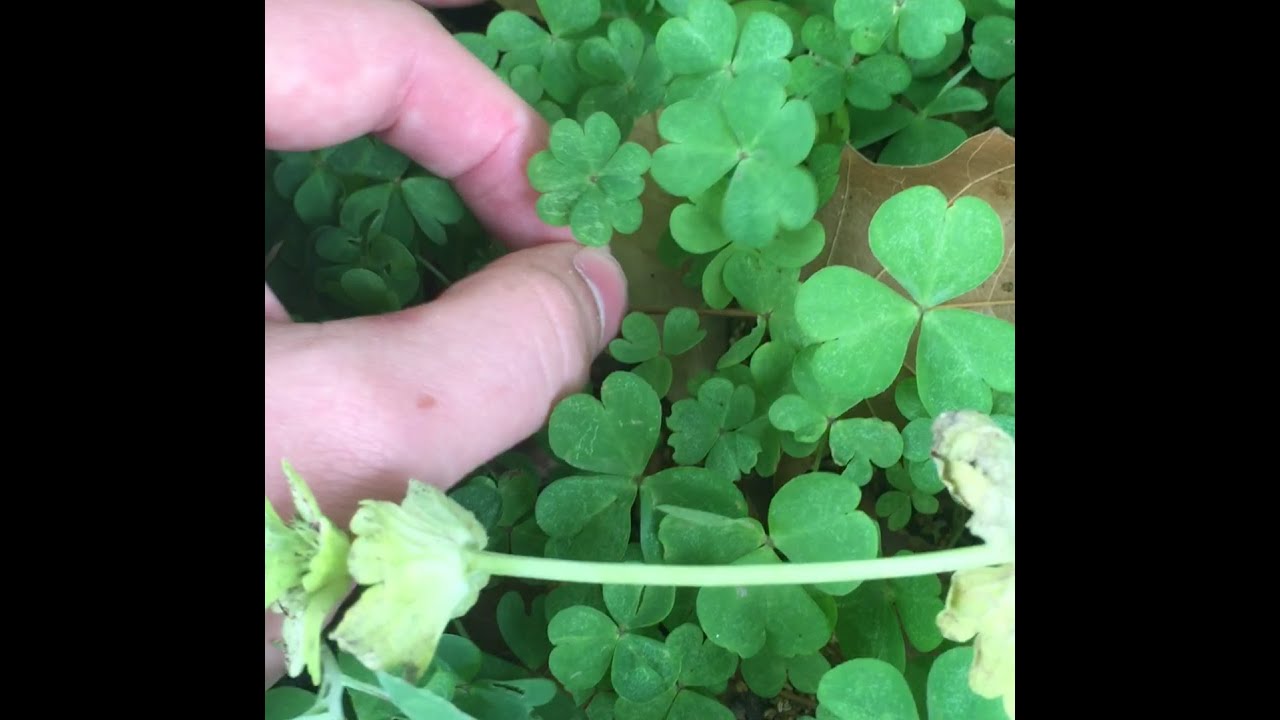 FINDING A TON OF FOUR LEAF CLOVERS + A FEW FIVE LEAF CLOVERS!!!!!