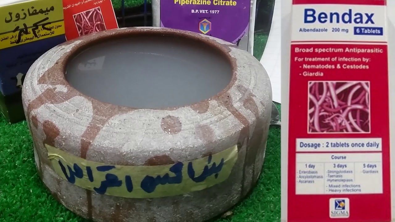 ادوية الديدان هل تؤثر على ريش الحمام والزغاليل النتيحة