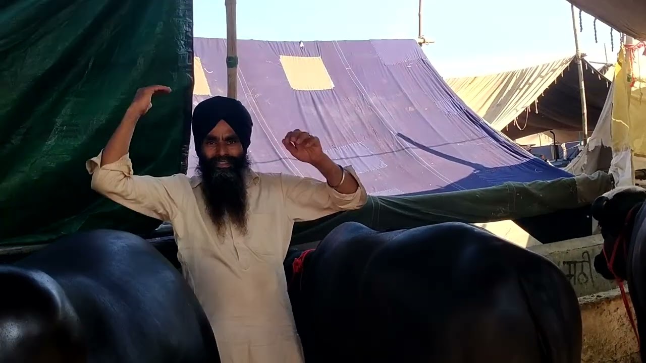 ਨੀਲੀ ਰਾਵੀ ਦੇ ਟੋਪ ਦੇ ਬਰੀਡਰ ਚੋ ਇੱਕ ਆ ਧੰਨਾ ਸ਼ਹੀਦ ਵਾਲਾ ਦਰਸ਼ਨ 