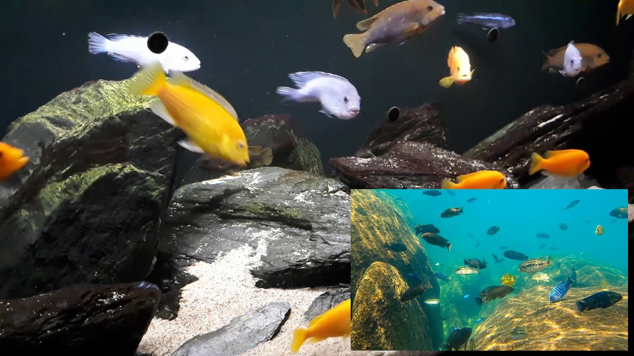 Dlaczego pyszczaki z malawi są wiecznie głodne? #120. AkwaGadka