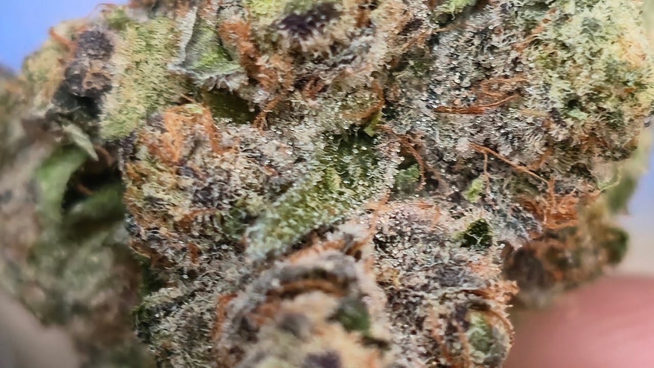 UK Medical Flower Review - AAAA GELATO 33 - T26 - 1ST LOOK OUT THE BAG - LOVELY COLOURS AND SMELL