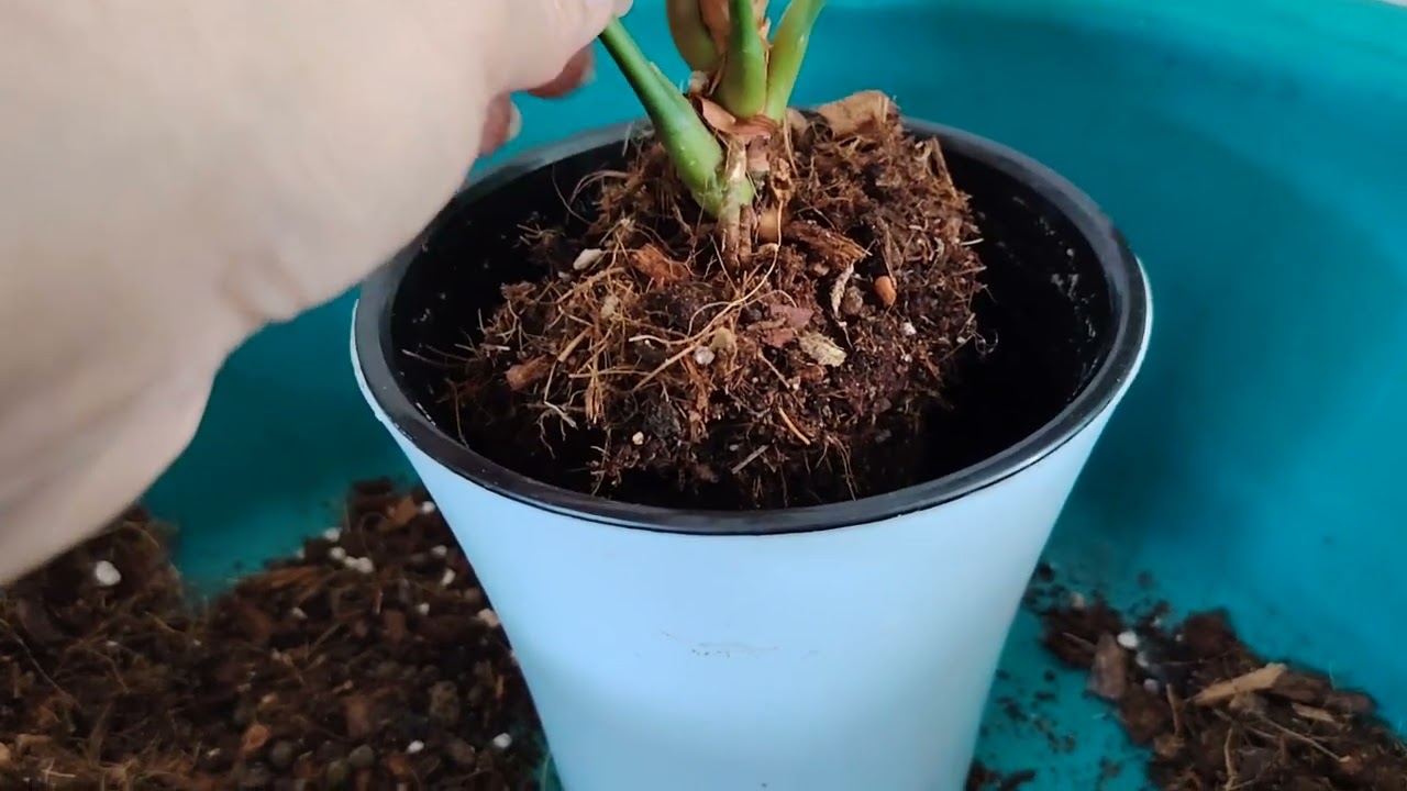 🌱Когда можно пересадить  отростки 🌱