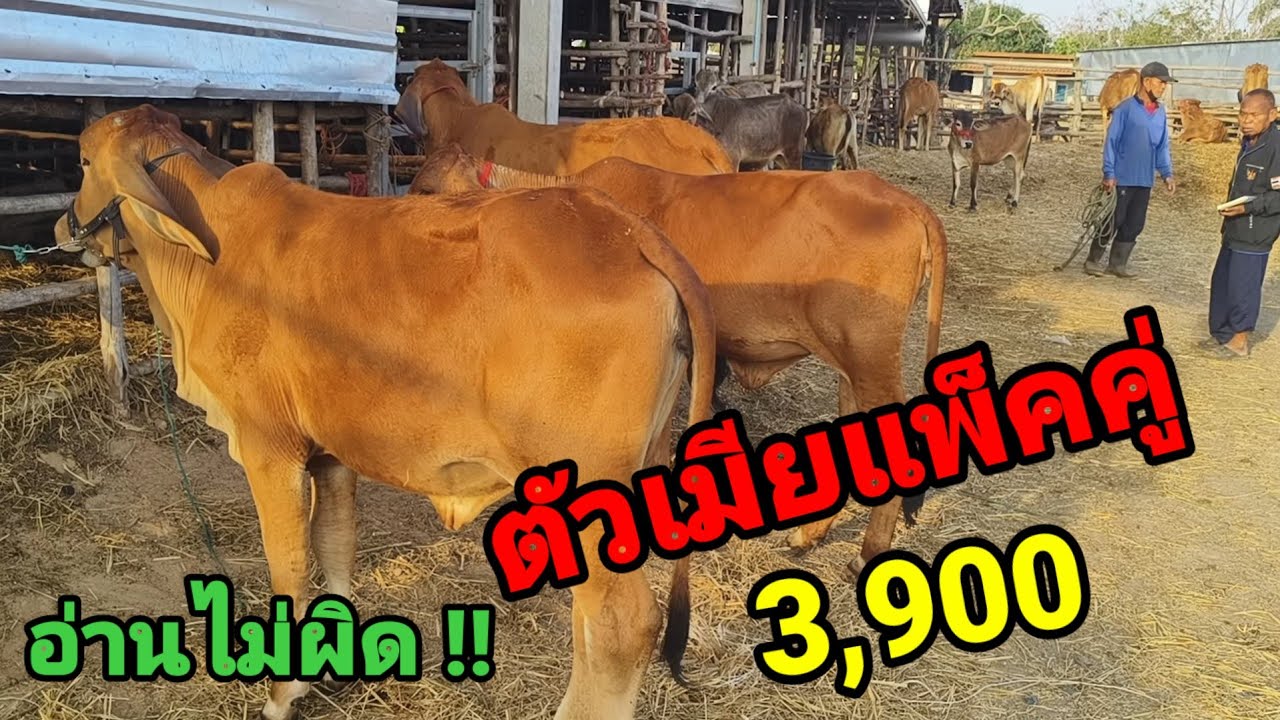 13 ก.พ.69 จัดโปรต้อนรับวันวาเลนไทน์ หลักพันร้อยตัว ชุดพิเศษตัวเมีย 2 ตัว 3,900 บาท
