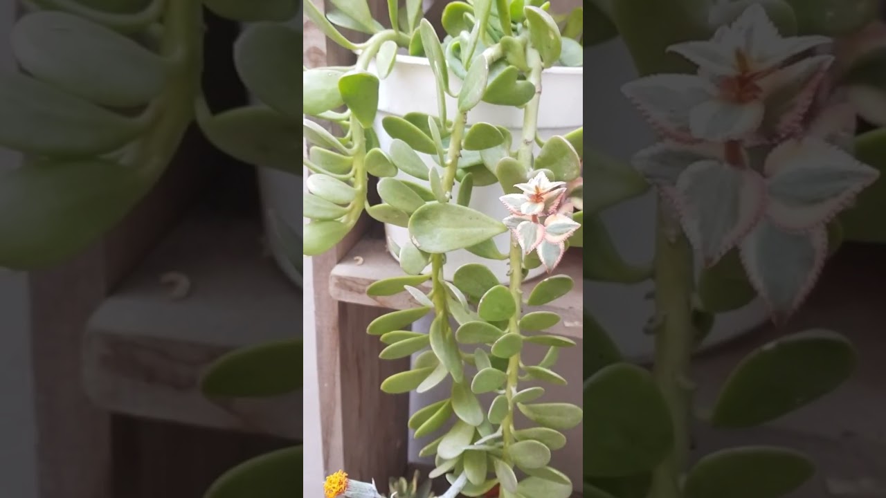 kleinia flugens #succulent plant #shorts