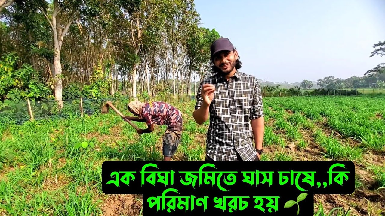আলহামদুলিল্লাহ,,ঘাস এতো ভালো হয় কেনো আমাদের,,,শুনুন মামার মুখে 🌱