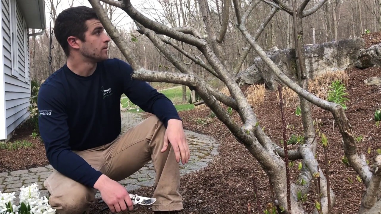 Pruning Tutorial- Lilac Tree