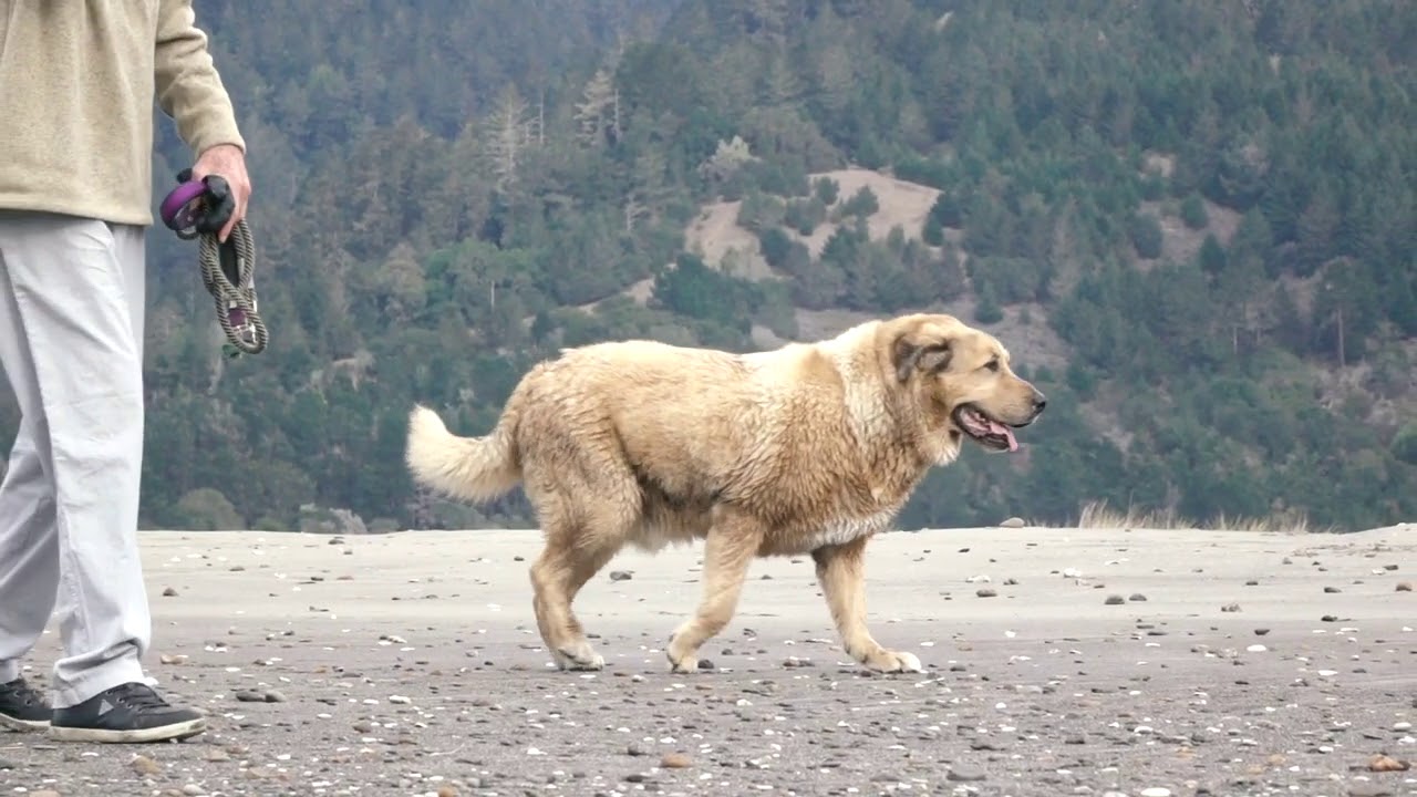 Dog walking with a man in slow-motion