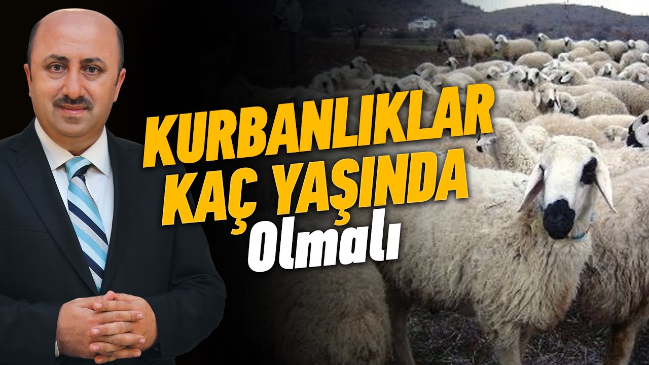 Kurbanlık Hayvanın Yaşı ve Özellikleri Nasıl Olmalıdır? | Ömer Döngeloğlu
