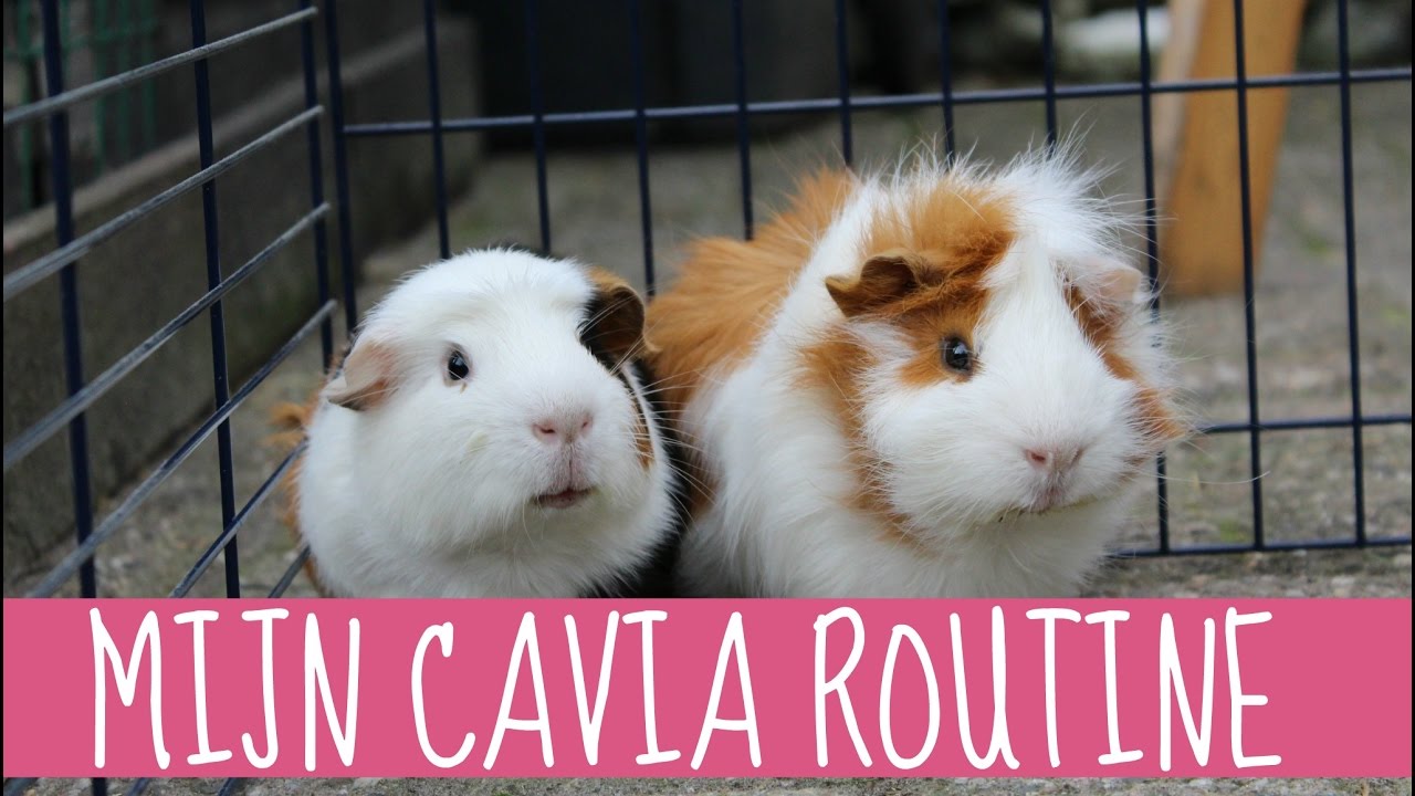 MIJN DAGELIJKSE CAVIA ROUTINE!