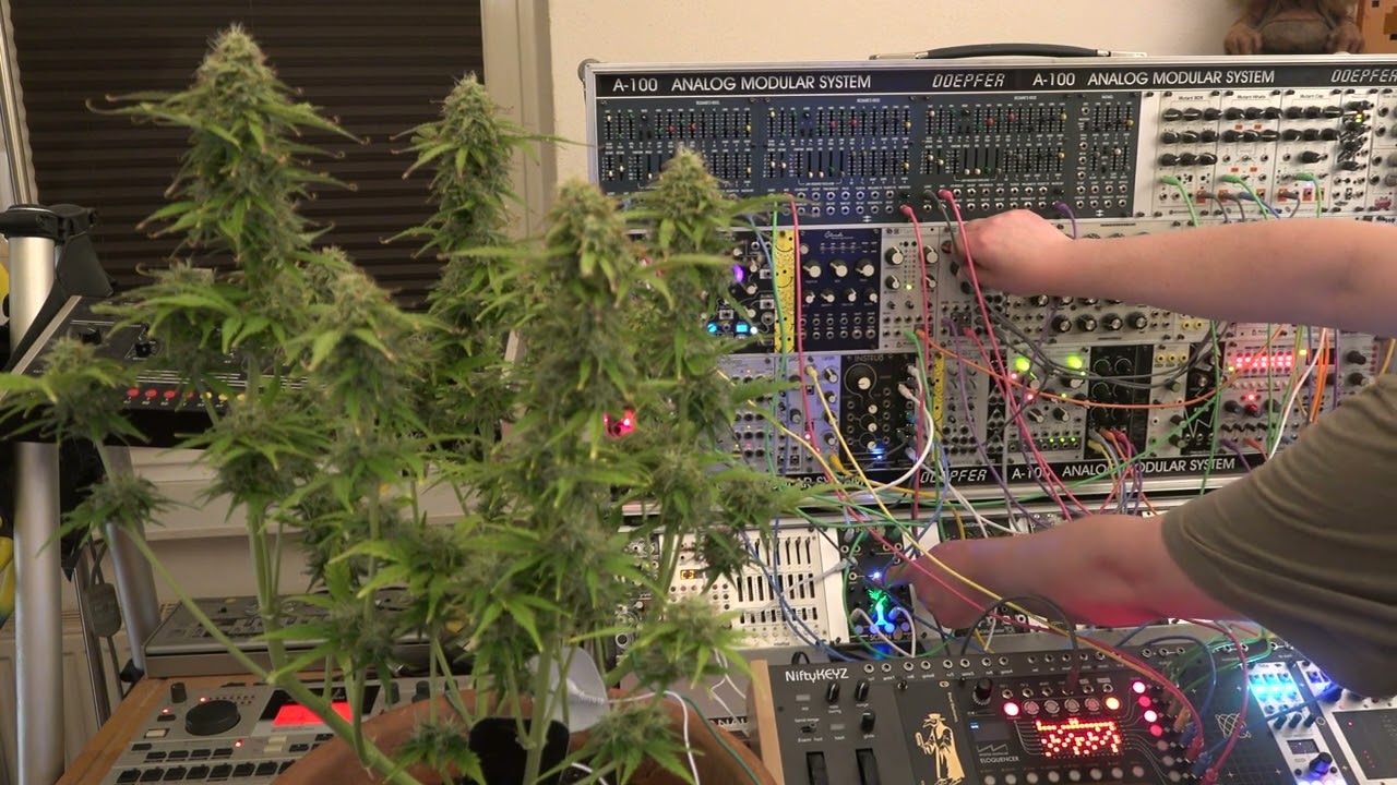 Plant Music: Mimosa X Orange Punch