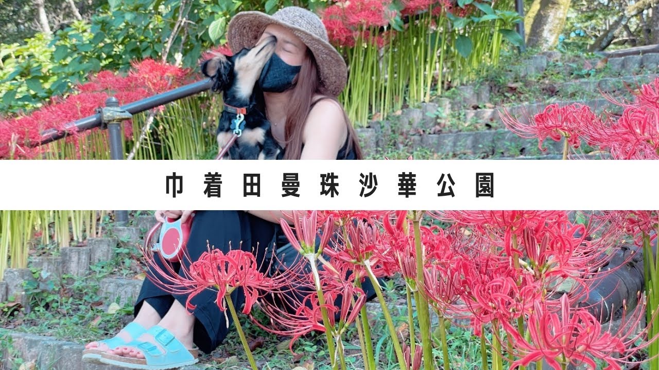 【埼玉県日高市】読める？巾着田曼珠沙華公園に行ってきました