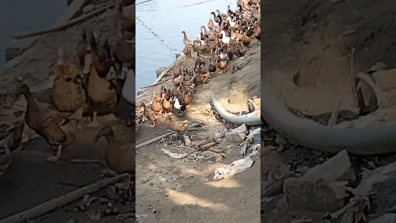 চলার পথে- ধামরাই 