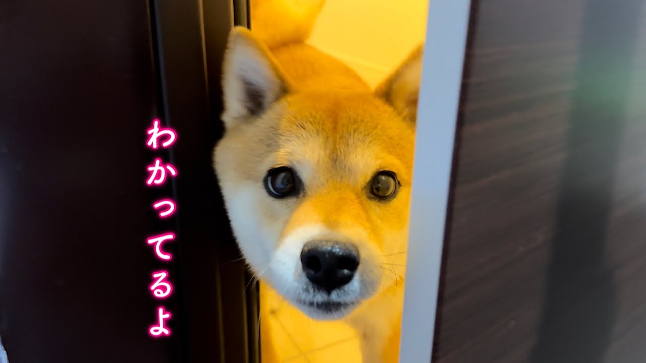 飼い主の行動を完璧に見破る賢すぎる柴犬が可愛い