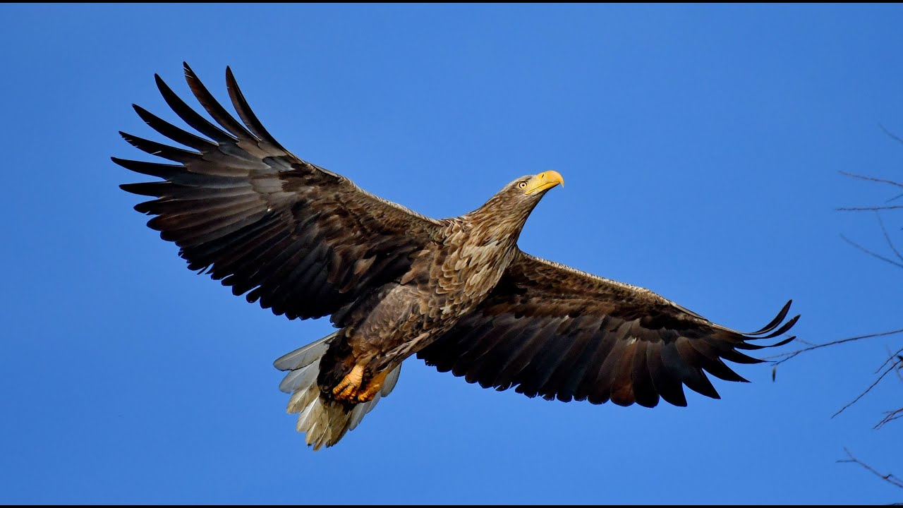 Pasari Rapitoare din Delta Dunarii si Dobrogea  -  Romania