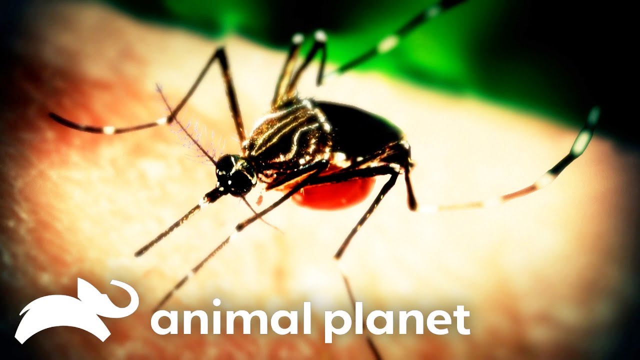 Malaria Takes Over A Programmer's Brain | Monsters Inside Me | Animal Planet