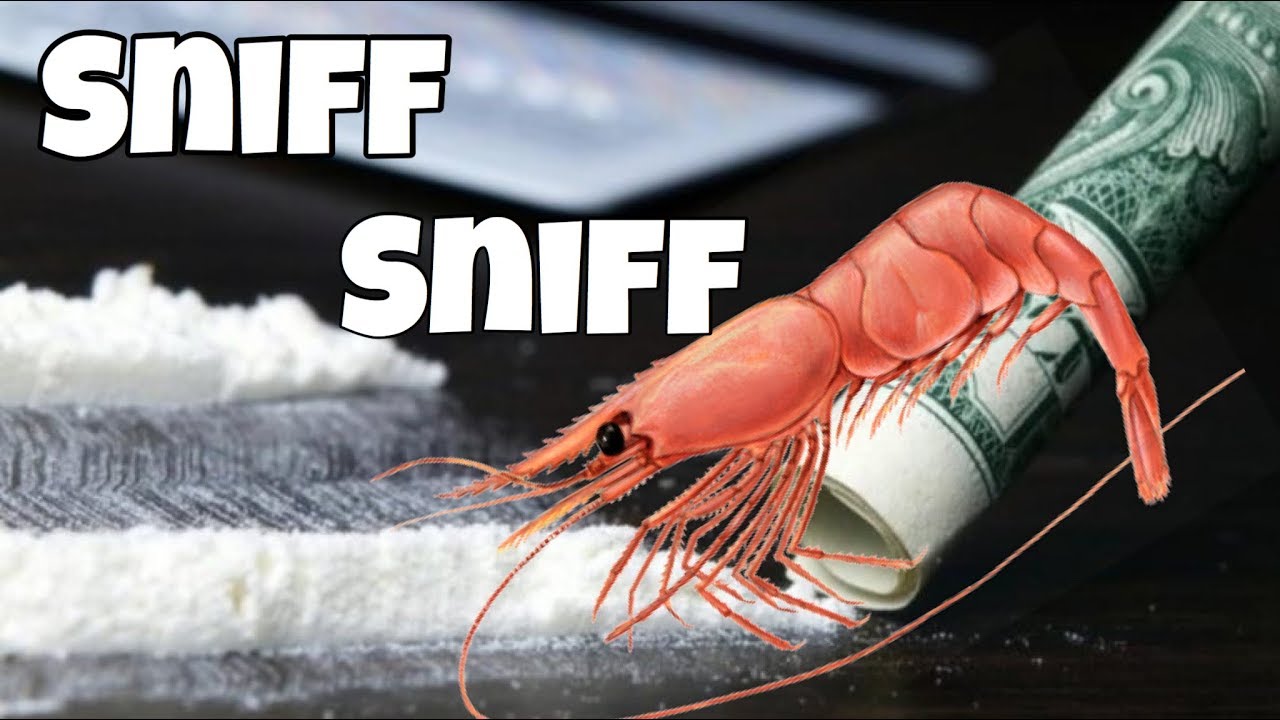 Cocaine contaminated shrimp 🍤 death in the ocean