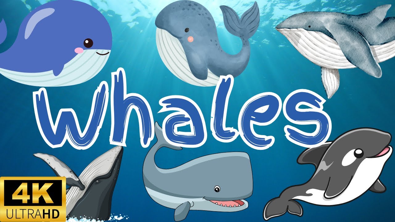 Learning video About whales for kids | Amazing Whale Facts for Kids| Fun & Educational whales Video