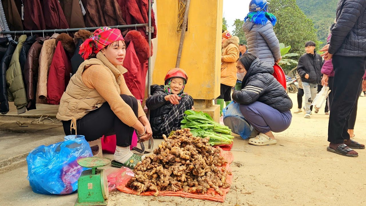 Harvest ginger and take it to the market to sell. | Chúc Thị Hồng