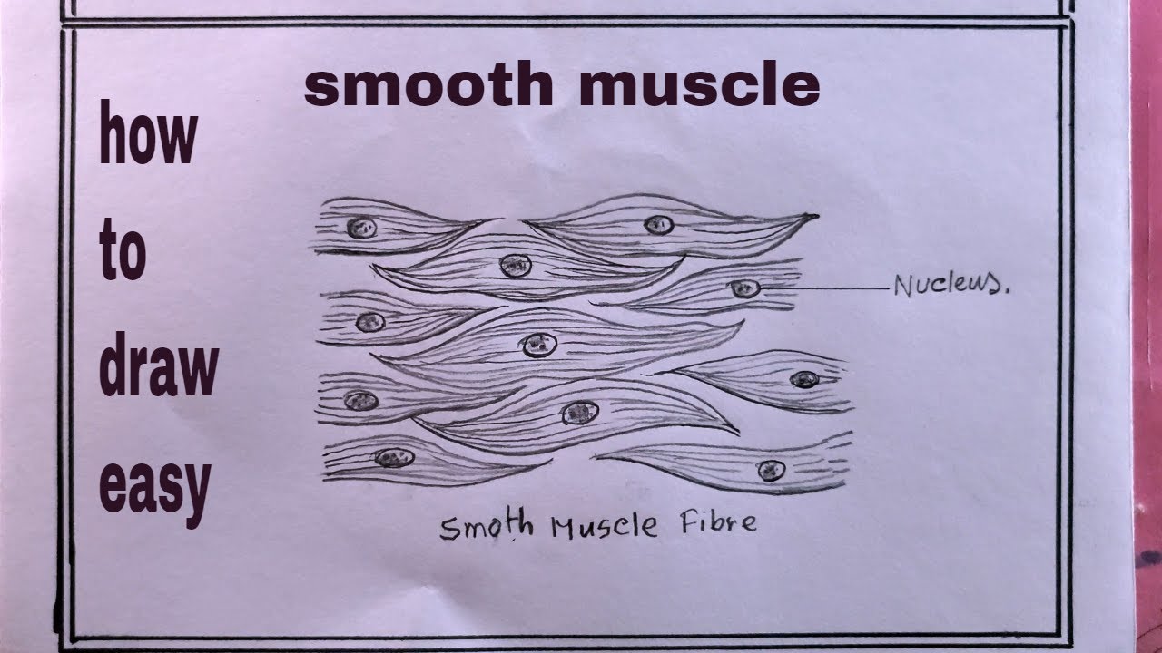 how to draw smooth muscle diagram/striated muscle diagram drawing