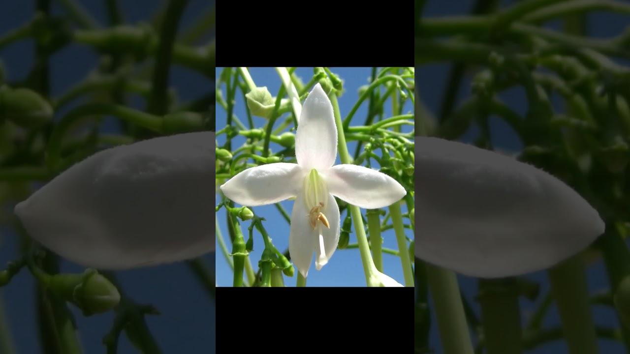 The Supreme 22, The Transformative Experiences of Sweet Mother 1 - பரம்பொருள் 22  - The Supreme 22