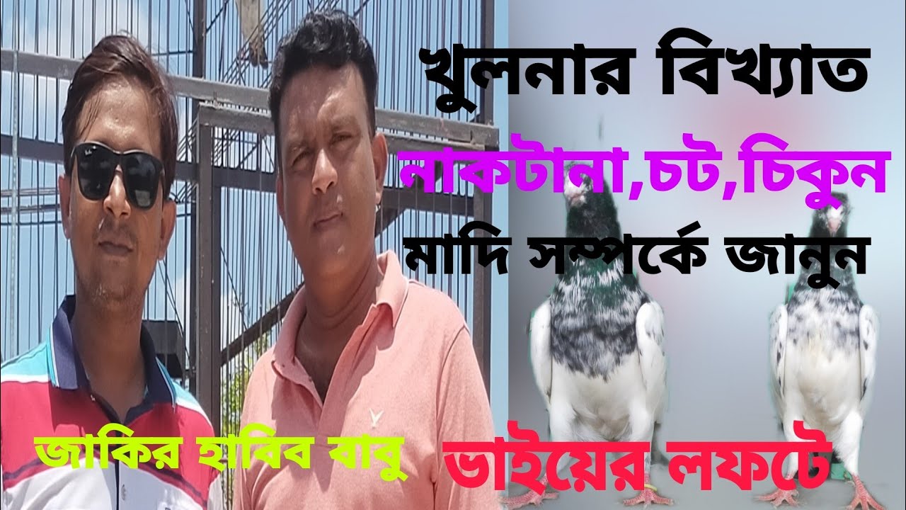 নাকটানা,চট,চিকুন মাদি কবুতর সম্পর্কে বিস্তারিত জানুন জাকির হাবিব বাবু ভাইয়ের কাছ থেকে?