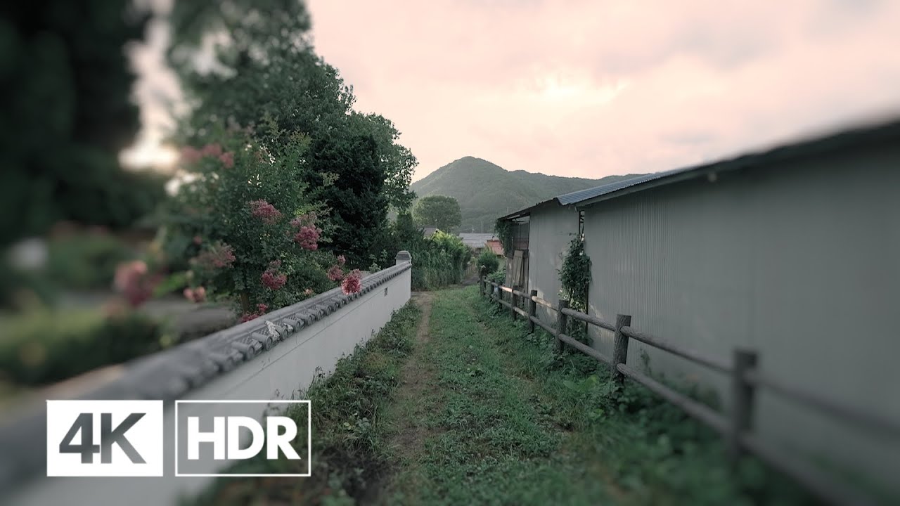 4K HDR Summer Walk | Stereo Cicadas Nature Sounds