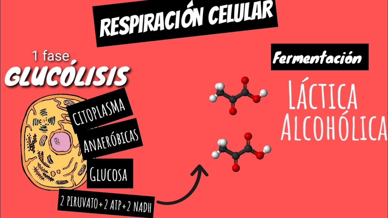 🧪FERMENTACIÓN LÁCTICA Y ALCOHÓLICA [en 5 minutos] GUIA EXAMEN UNAM BIOLOGIA