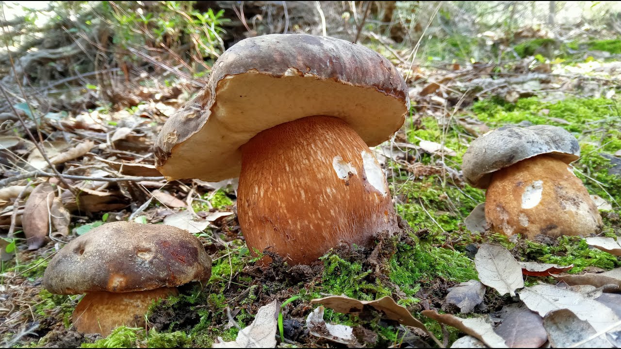 Porcino nero fungaia in sughereta