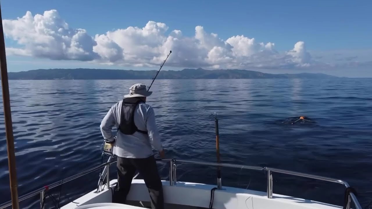 Deep Dropping for Swordfish 
