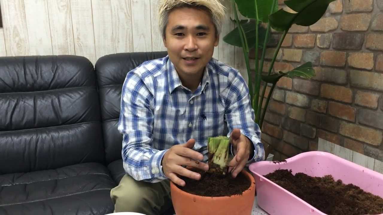 Как сажать и выращивать луковицы амариллиса до цветения