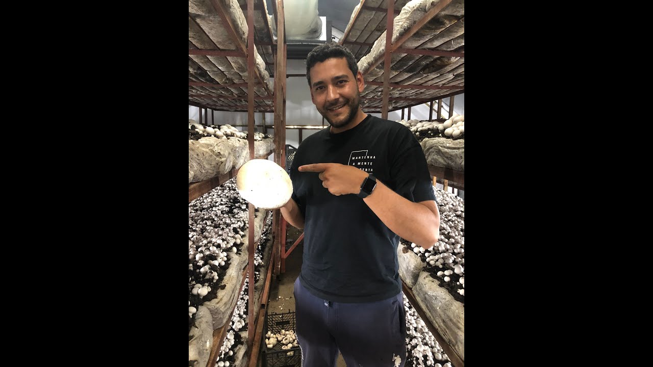 Beyaz Mantar Üretimi Nasıl Yapılır