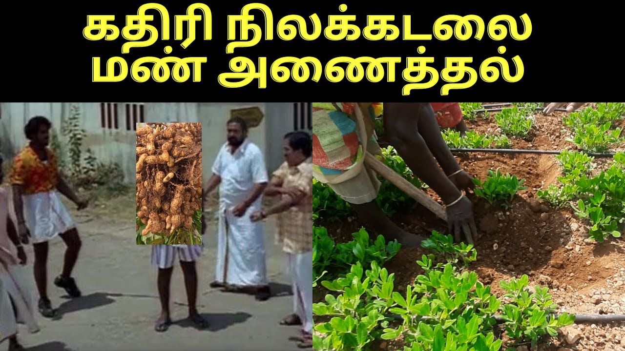 கதிரி 1812 வேர்க்கடலை சாகுபடி முறை | Peanut | groundnut harvester machine |kadiri 1812