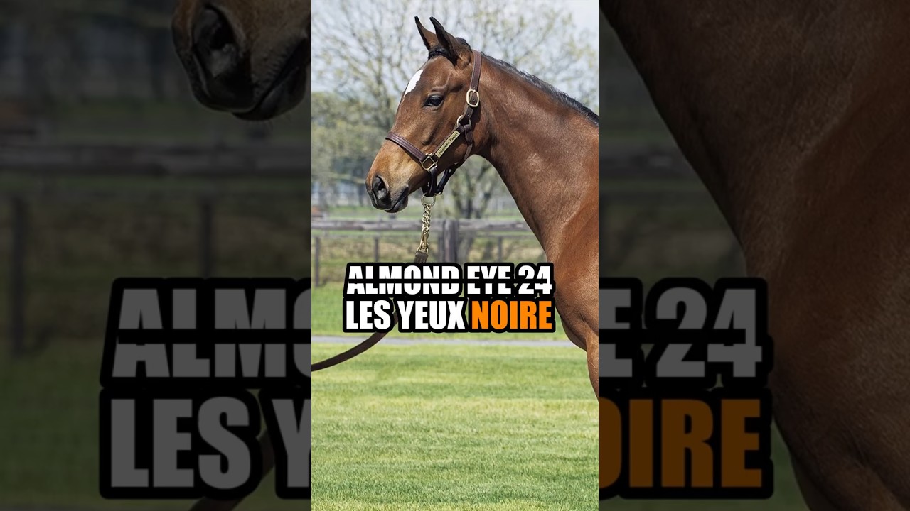 Almond Eye 24 Is Now Les Yeux Noire