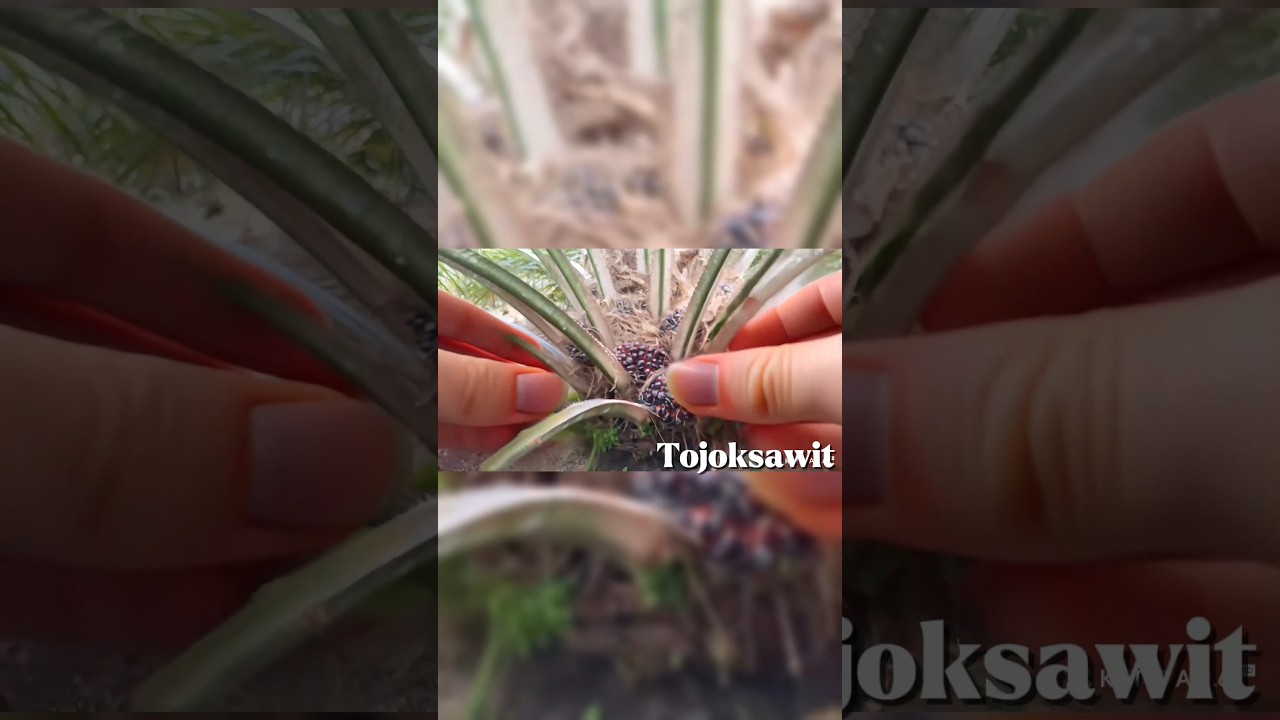 replanting sawit jadi mudah pakai cara ini