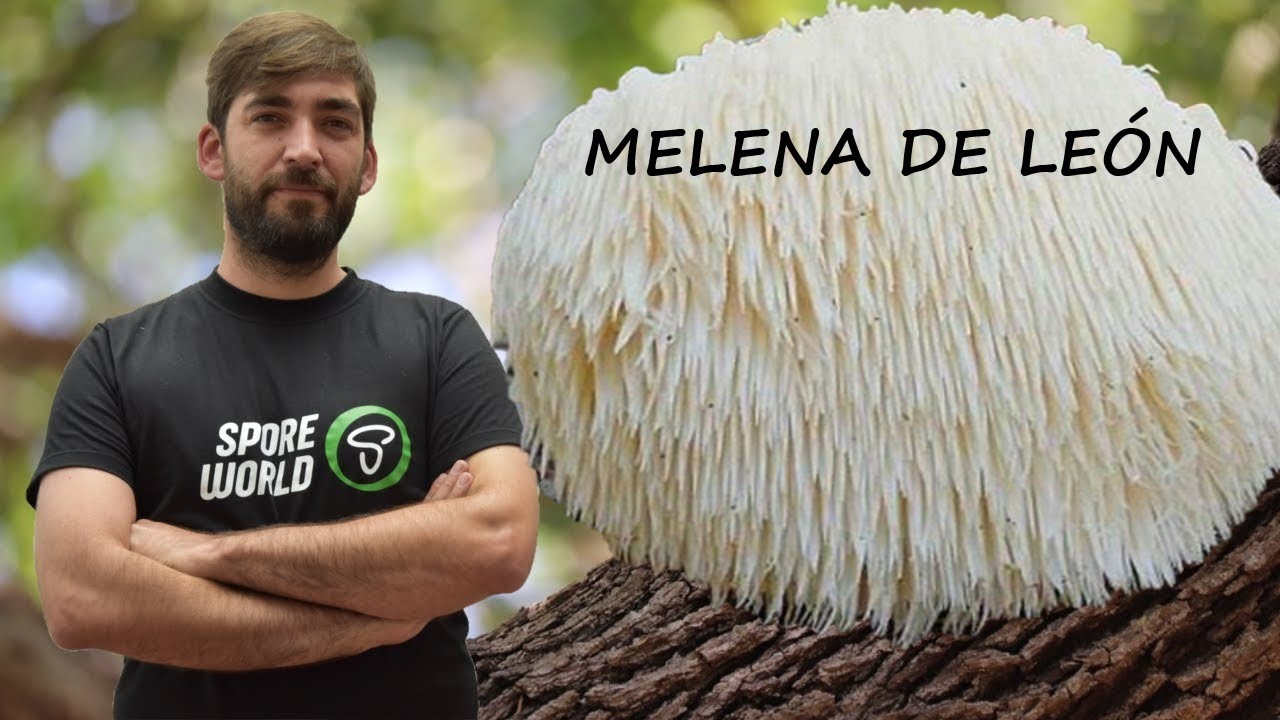 CURSO DE 👨&zwj;🏫 CULTIVO MELENA DE LE&Oacute;N 🔎🍄 Hericium erinaceus