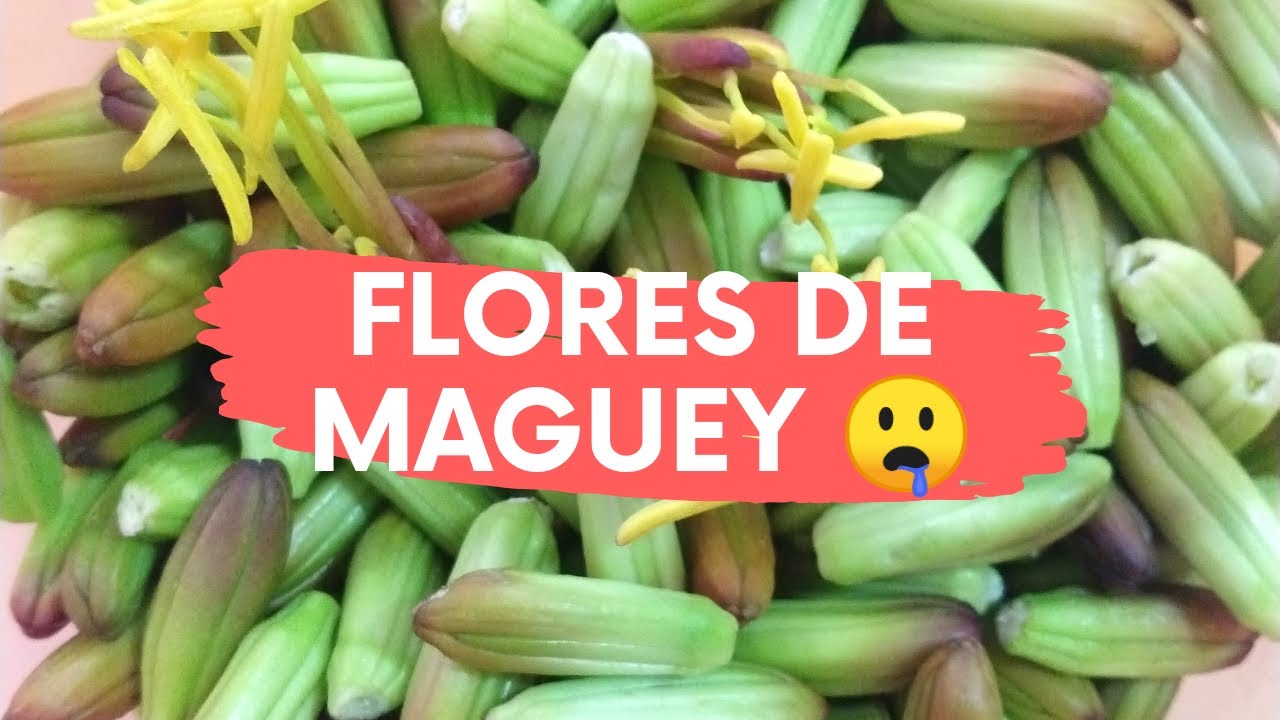 C&oacute;mo preparar la flor de maguey / Quiote / Gualumbo