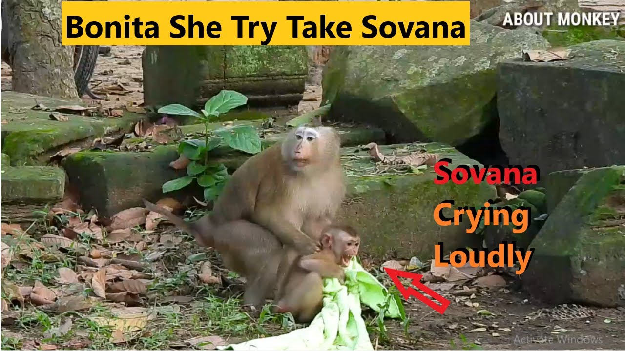 So Great Monkey Bonita Trying Take Abandoned Monkey Sovana Living With Group But Sovana Cry Loudly..