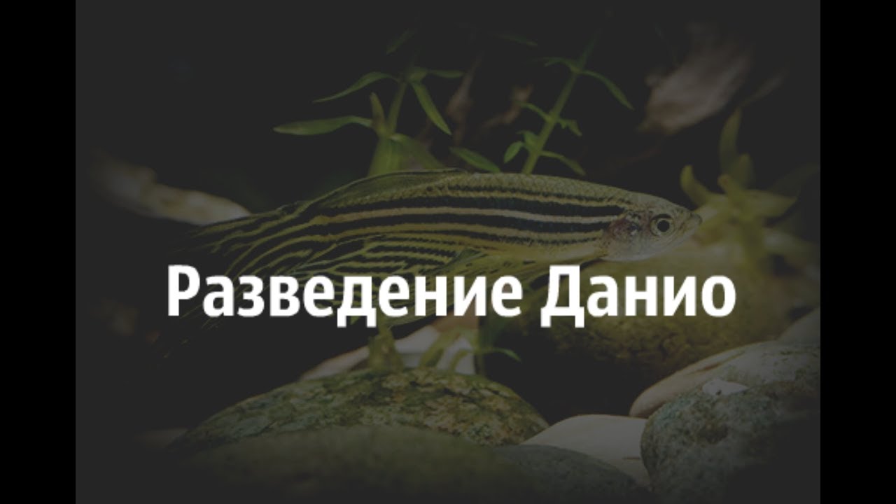 Разведение Данио