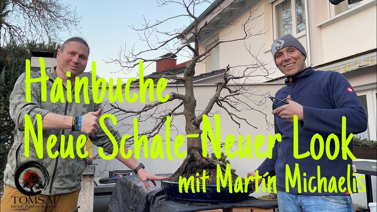 Hainbuche „Die Große“ Neue Schale , neuer Look Bonsai 24/22