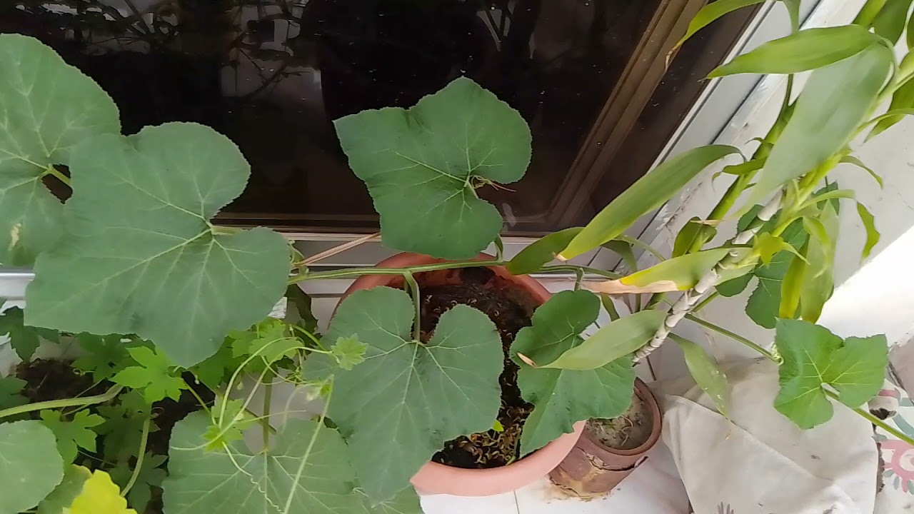 Pot plants in a Container Garden|How to grow Pot Plants in a Container Garden#shotrs