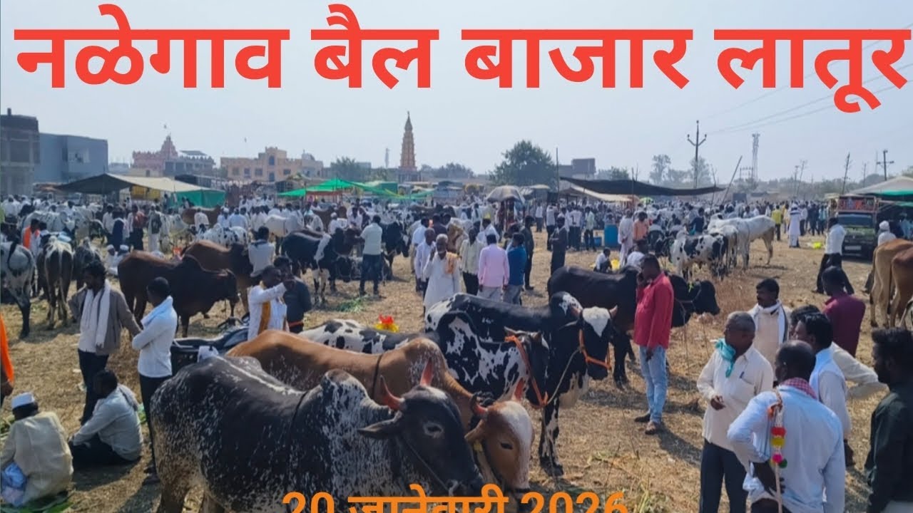 नळेगाव बैल बाजार लातूर | बैल बाजार नळेगाव लातूर | bail bazar nalegaon latur | बैल बाजार | Bail Bazar