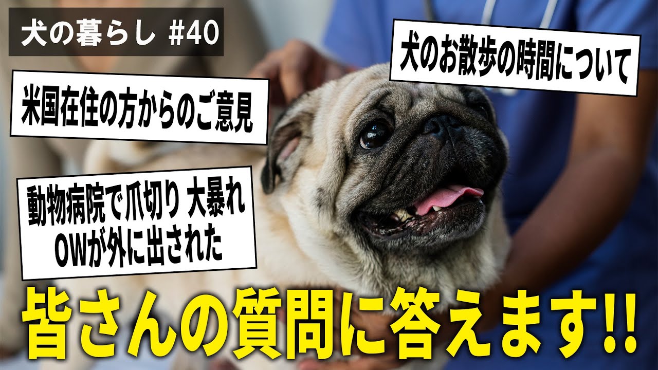 【犬の暮らし＃40】皆さんの質問に答えます！！