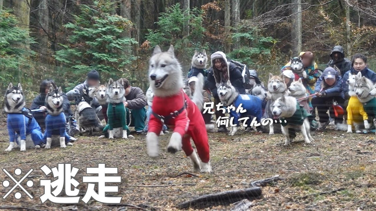 【驚愕】とある一言で集団の中からひとり逃亡するハスキー犬がこちらwww 　【シベリアンハスキー】
