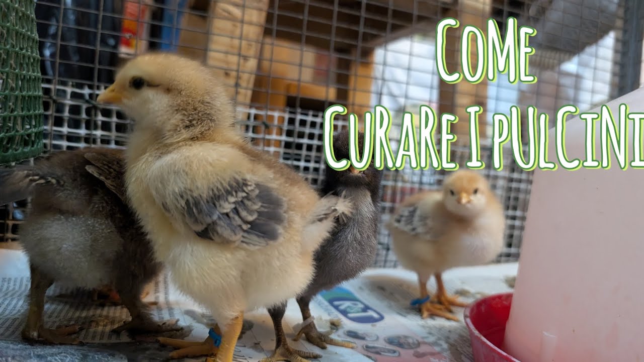 Come curare i pulcini 🐤 appena nati 🐣e qualche piccolo trucco🐥