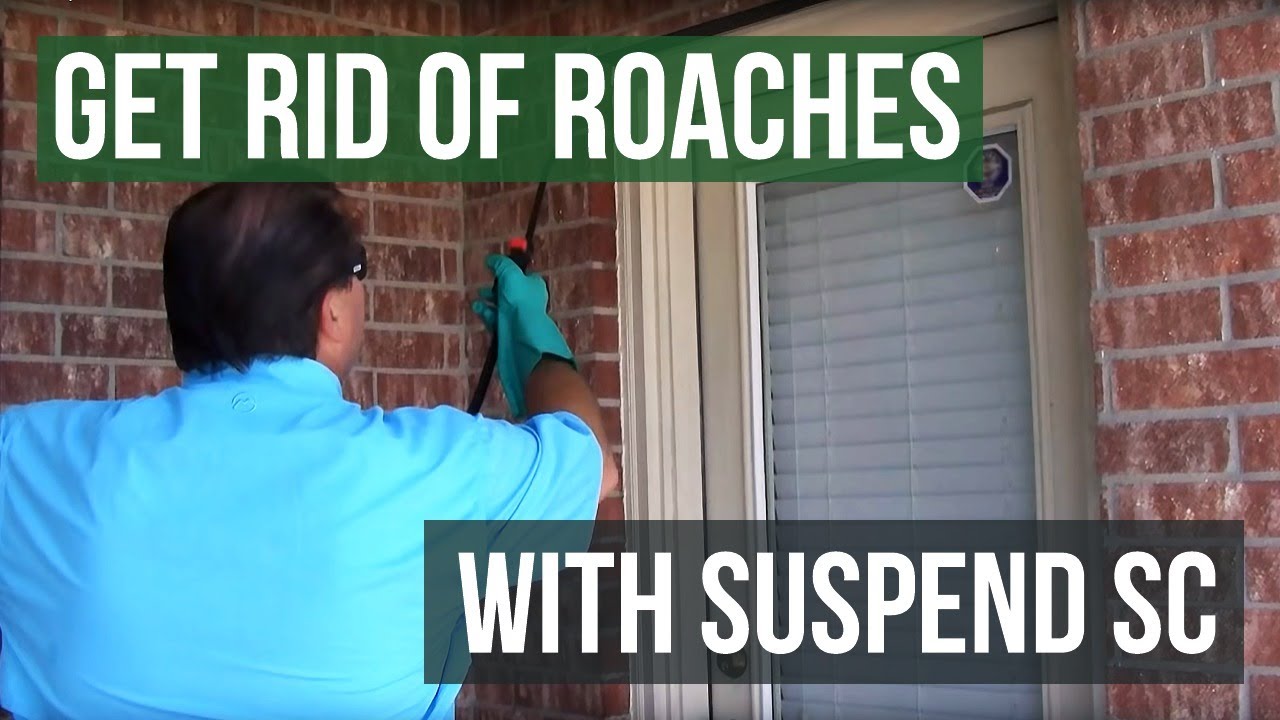 How To Use Suspend SC Insecticide To Get Rid Of Roaches
